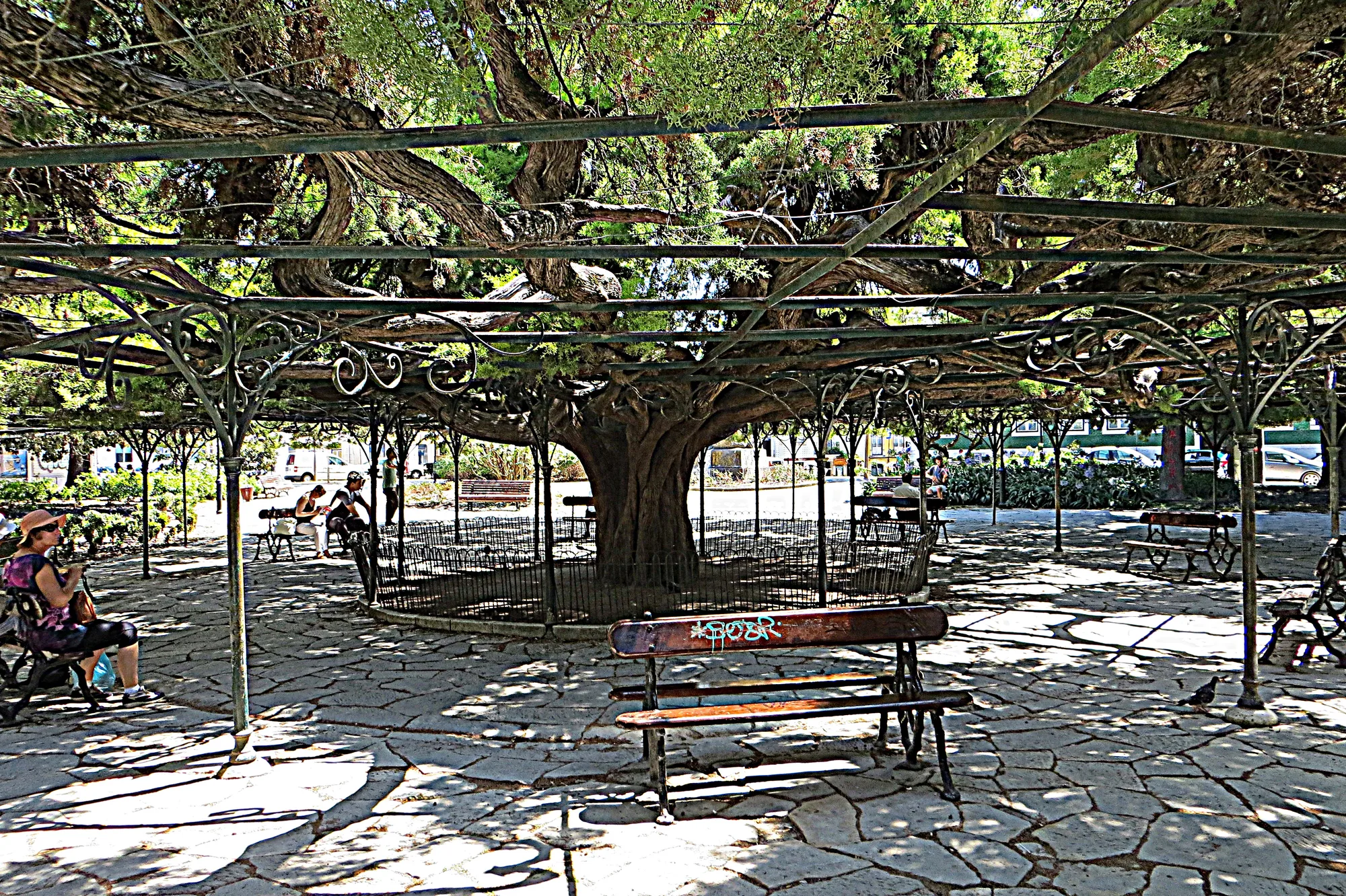 The giant cedar tree of Jardim do Principe Real in Lisbon, its broad canopy trained over a circular metal pergola with benches beneath, in the leafy garden square on a sunny day